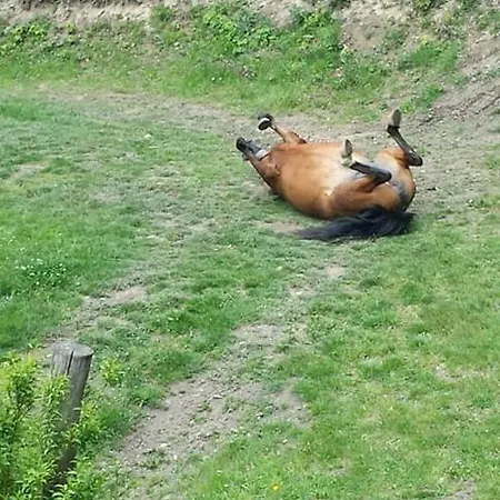 Pod świerkiem *