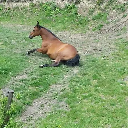 Pod Swierkiem * Srebrna Gora