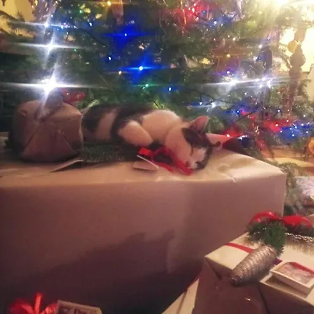 Pod Swierkiem Çiftlik konaklama Srebrna Góra