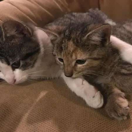 Pod Swierkiem Çiftlik konaklama *