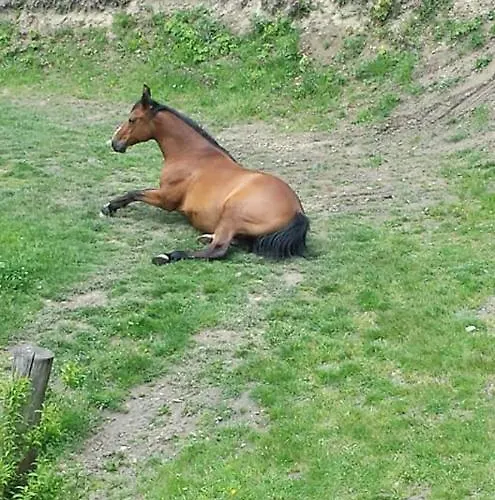 Pod Swierkiem * Srebrna Góra