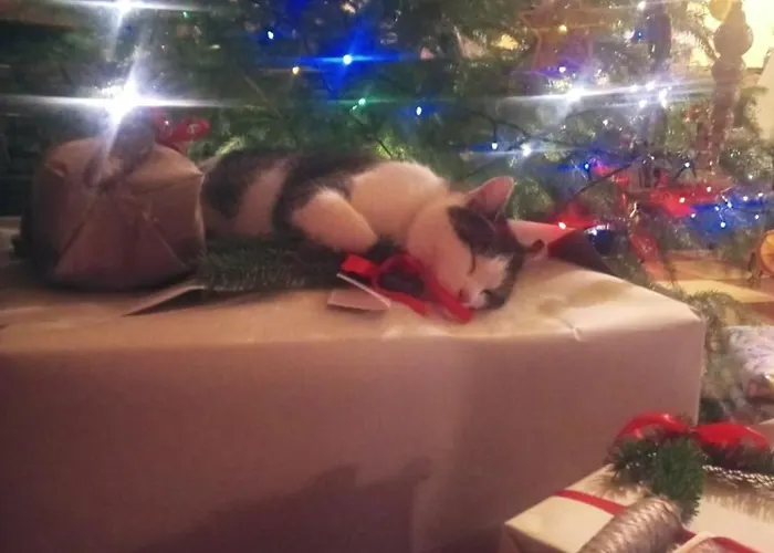 Pod Swierkiem Bauernhof Srebrna Góra