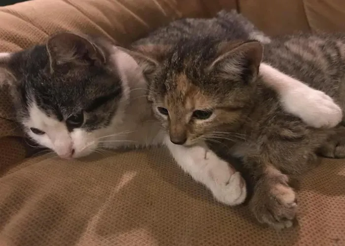 Pod Swierkiem Farma *